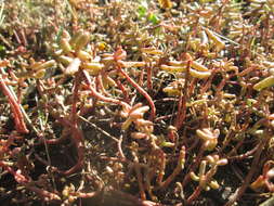 Image of White Stonecrop