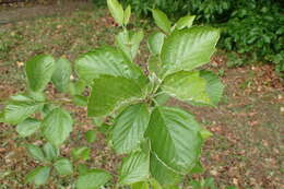 Image de Karpatiosorbus franconica (Bornm. ex Düll) Sennikov & Kurtto