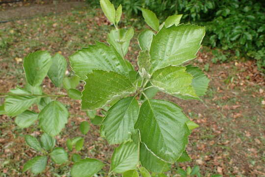 Imagem de Karpatiosorbus franconica (Bornm. ex Düll) Sennikov & Kurtto