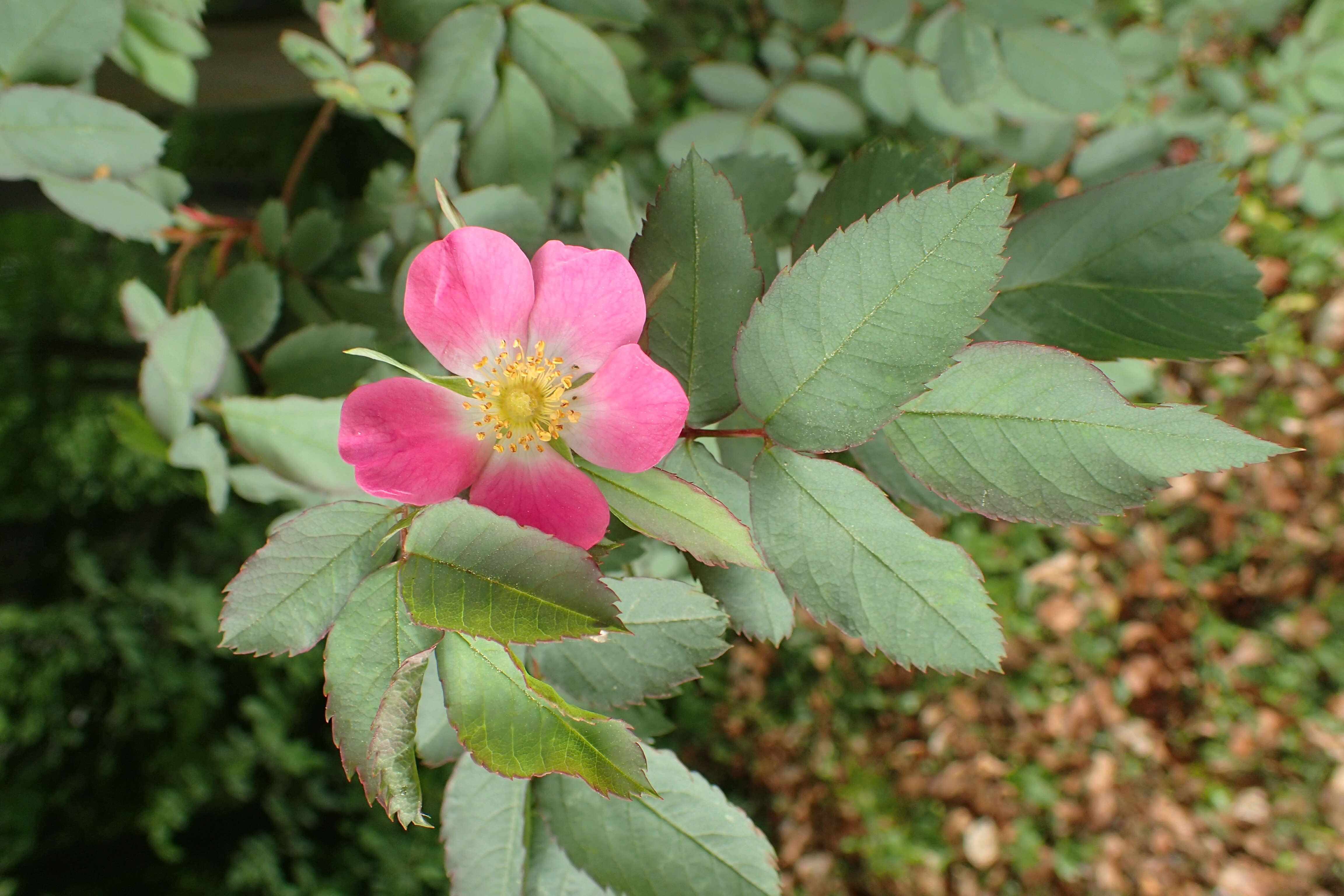 Plancia ëd Rosa glauca Pourret