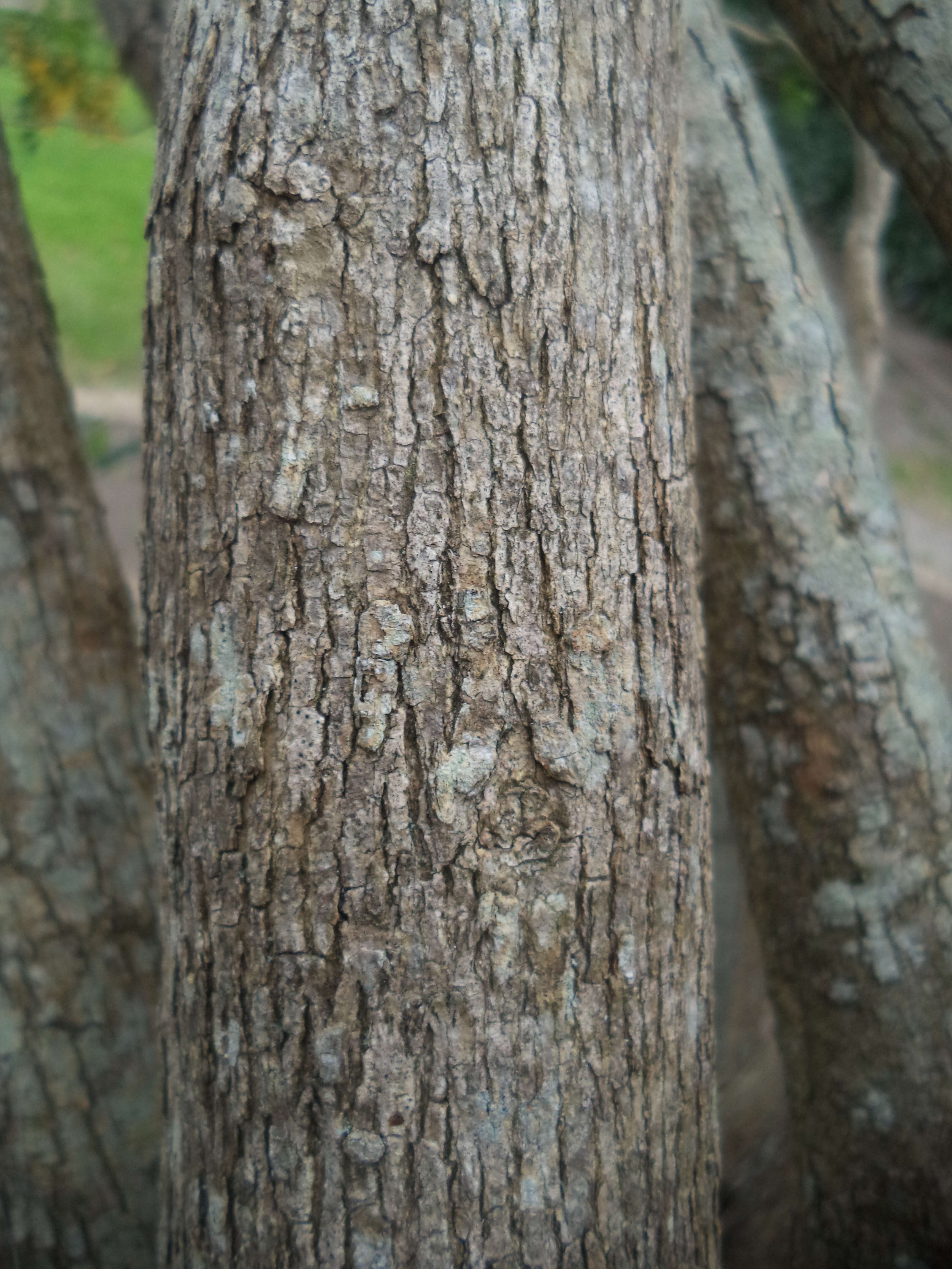 Imagem de Calpurnia aurea (Aiton) Benth.