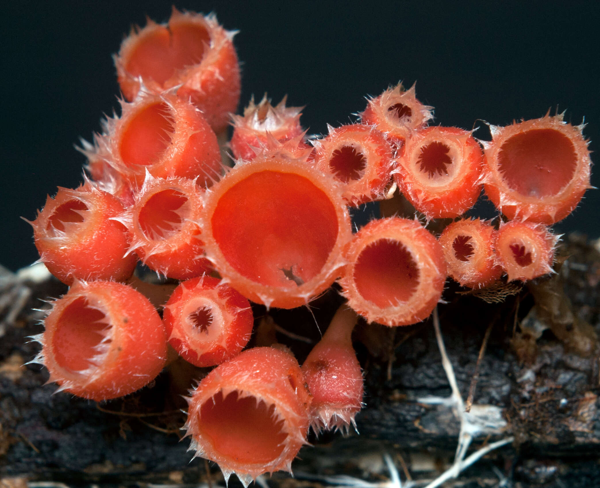 Image of Shaggy Scarlet Cup