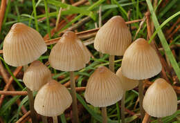 Слика од Mycena metata (Secr. ex Fr.) P. Kumm. 1871