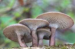 Image of Lentinus arcularius (Batsch) Zmitr. 2010