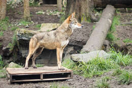 Image of Red wolf