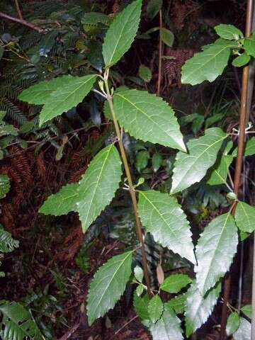 Image of Hedycarya angustifolia A. Cunn.