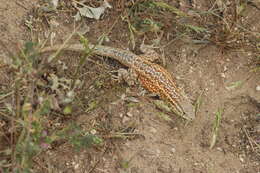 Image of common side-blotched lizard