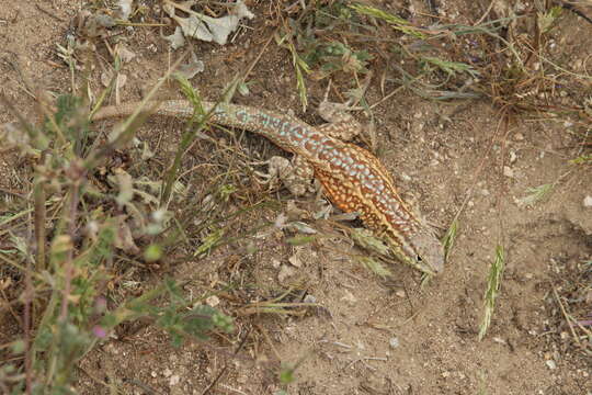 Image of common side-blotched lizard