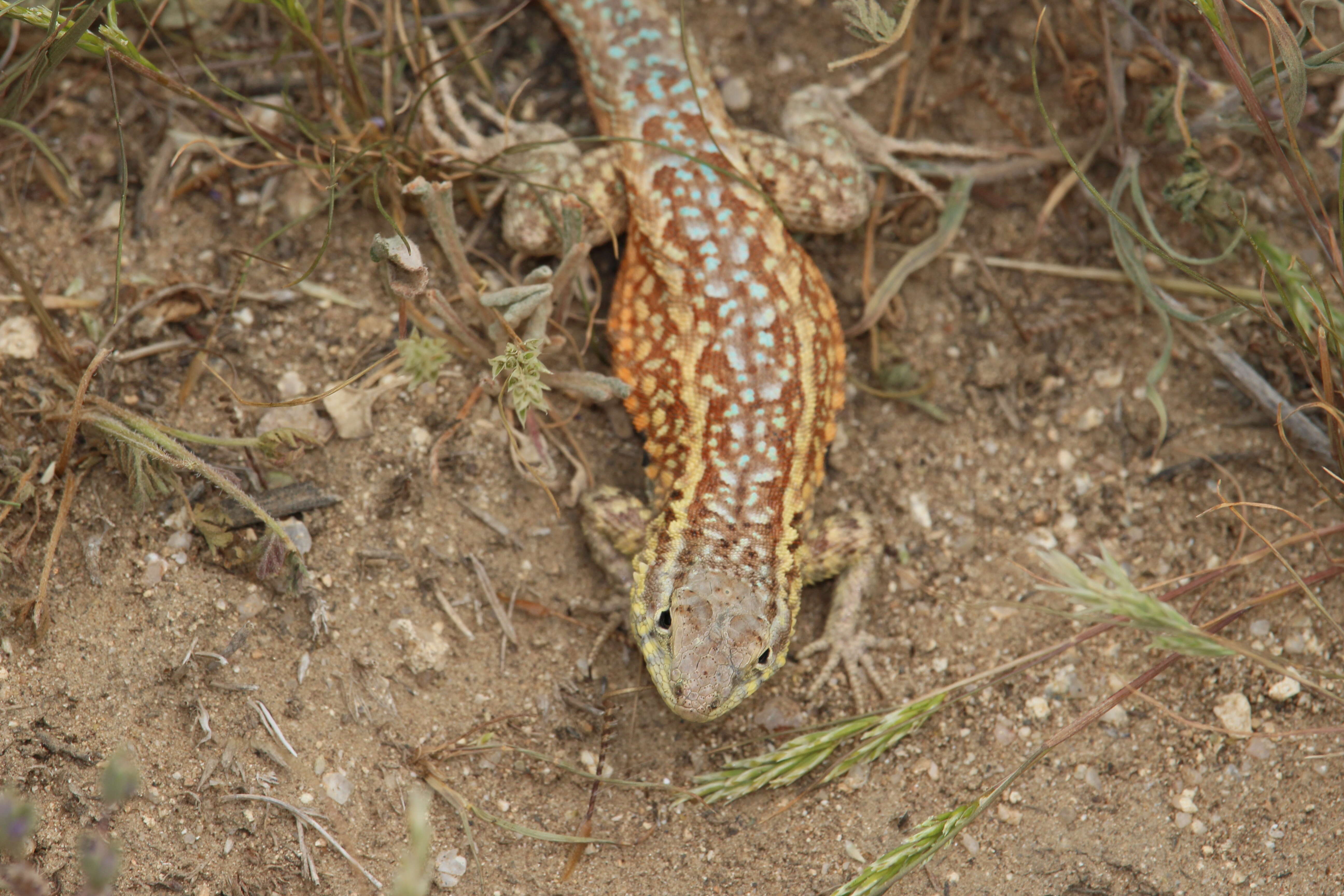 Image of common side-blotched lizard