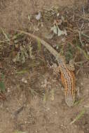 Image of common side-blotched lizard