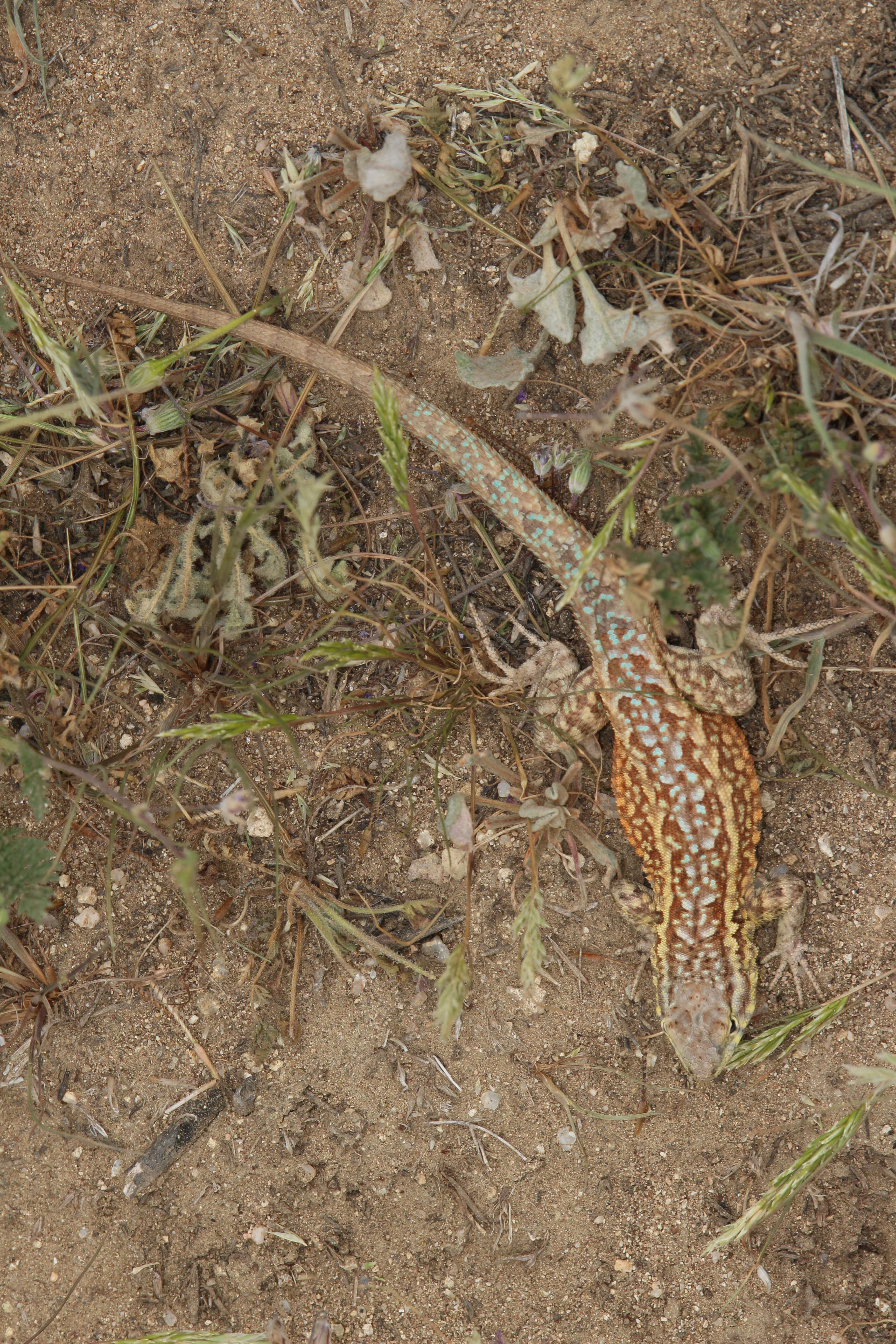 Image of common side-blotched lizard