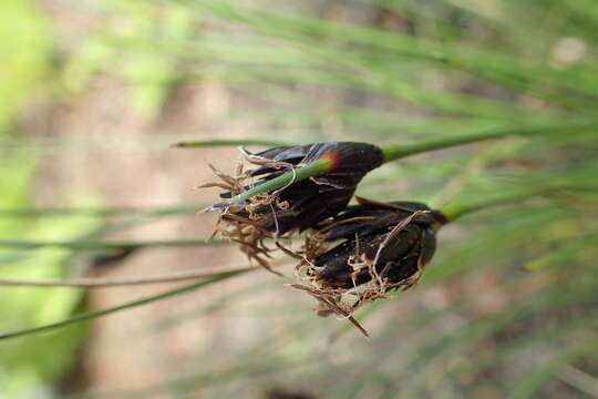 Schoenus nigricans L. resmi