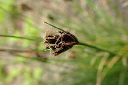 Image of Black Bog-rush