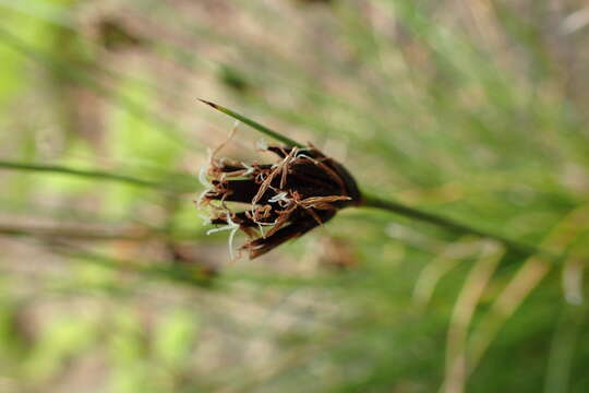 Schoenus nigricans L. resmi