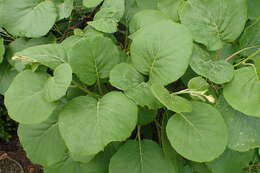 Imagem de Actinidia chinensis Planch.