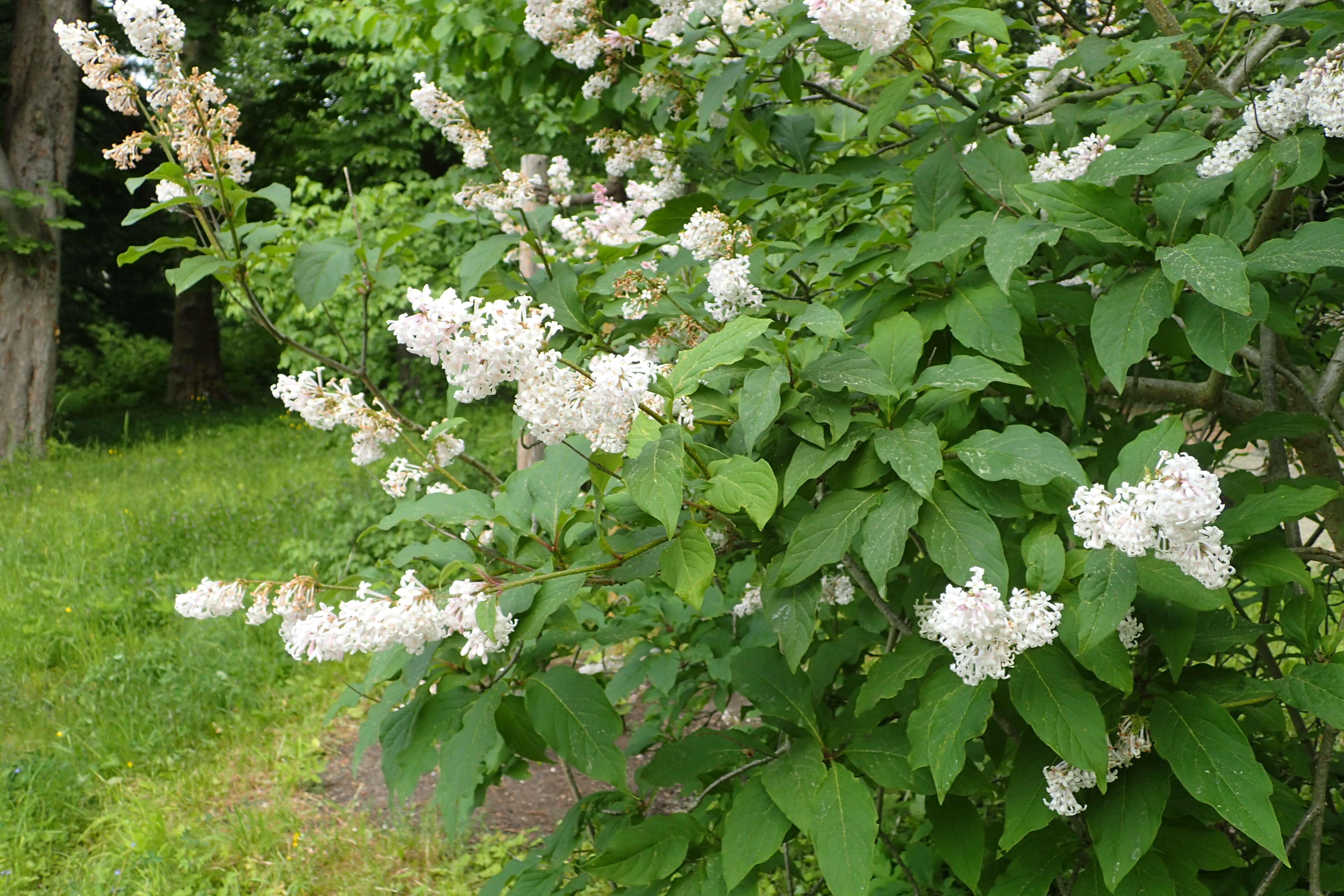 Image of Syringa emodi Wall. ex Royle