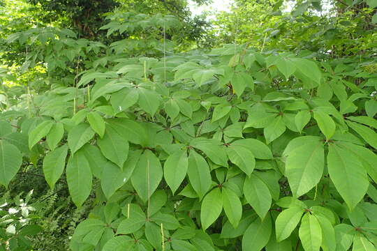 Image of Rodgersia aesculifolia Batalin