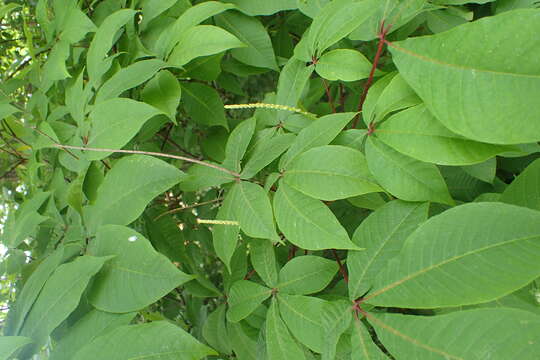 Image of Rodgersia aesculifolia Batalin