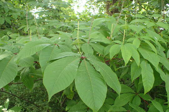 صورة Rodgersia aesculifolia Batalin