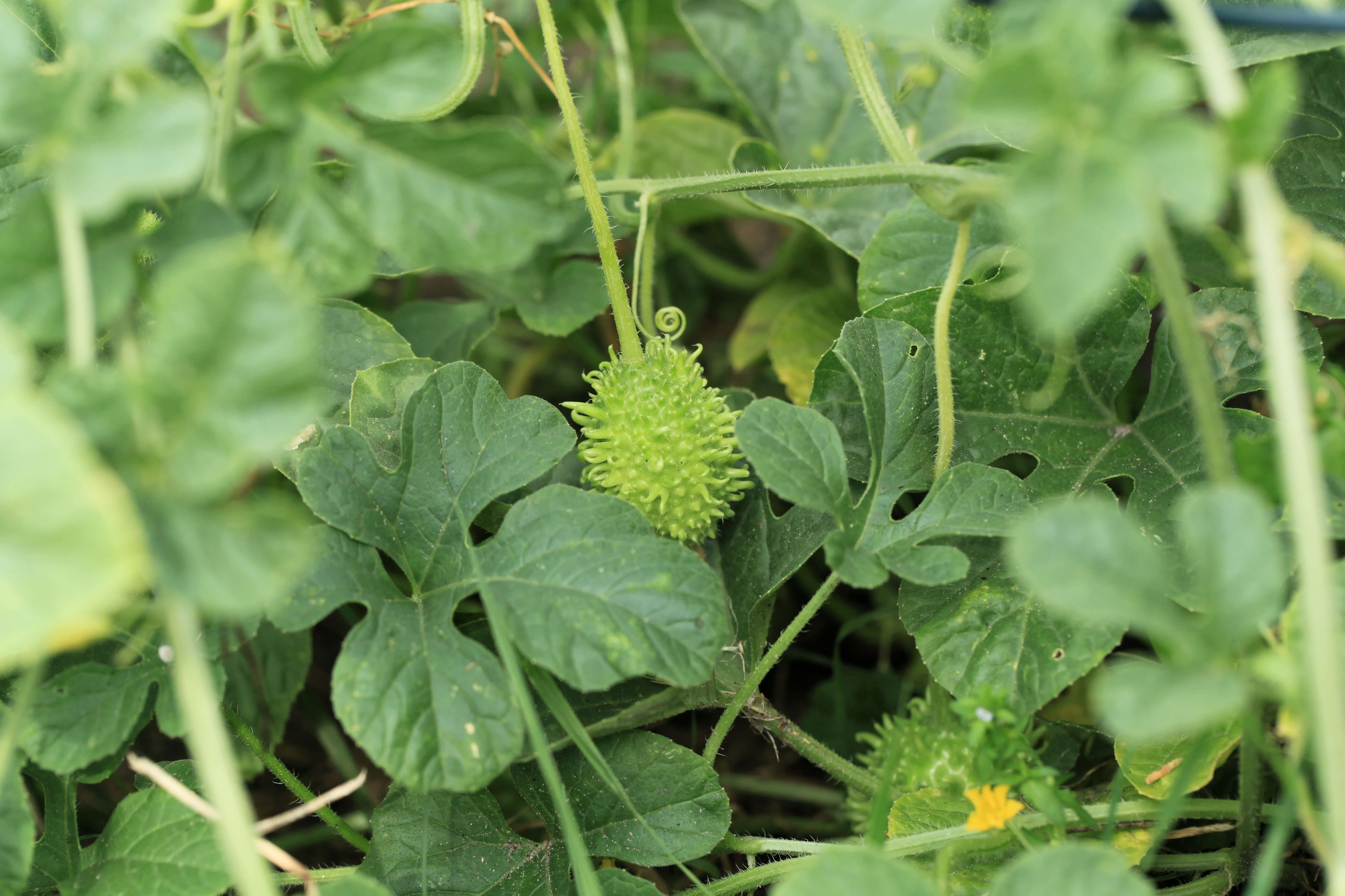Image of West Indian gherkin