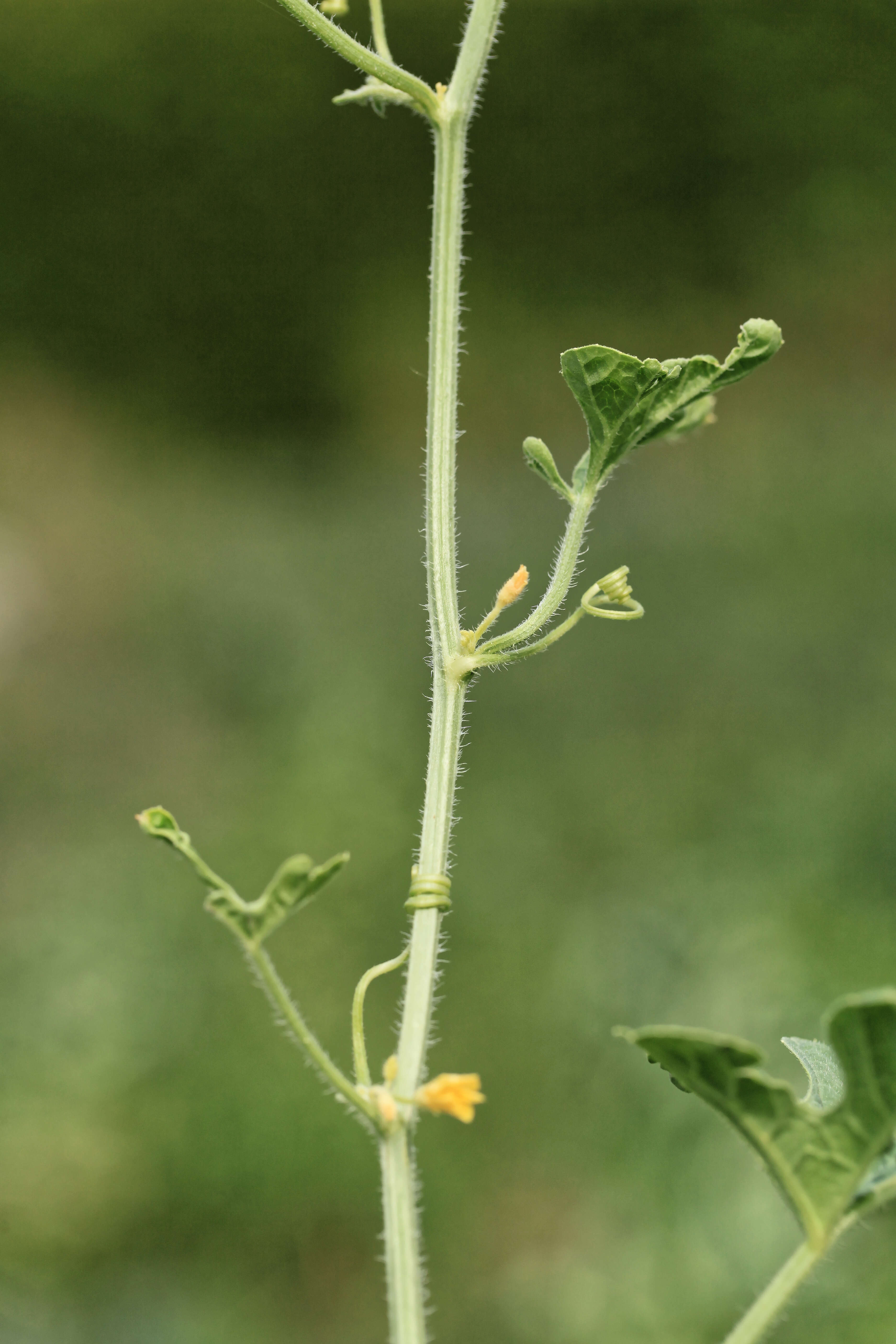 Image of West Indian gherkin