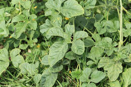 Image of West Indian gherkin