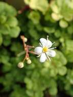 Image of Saxifraga cuneifolia L.