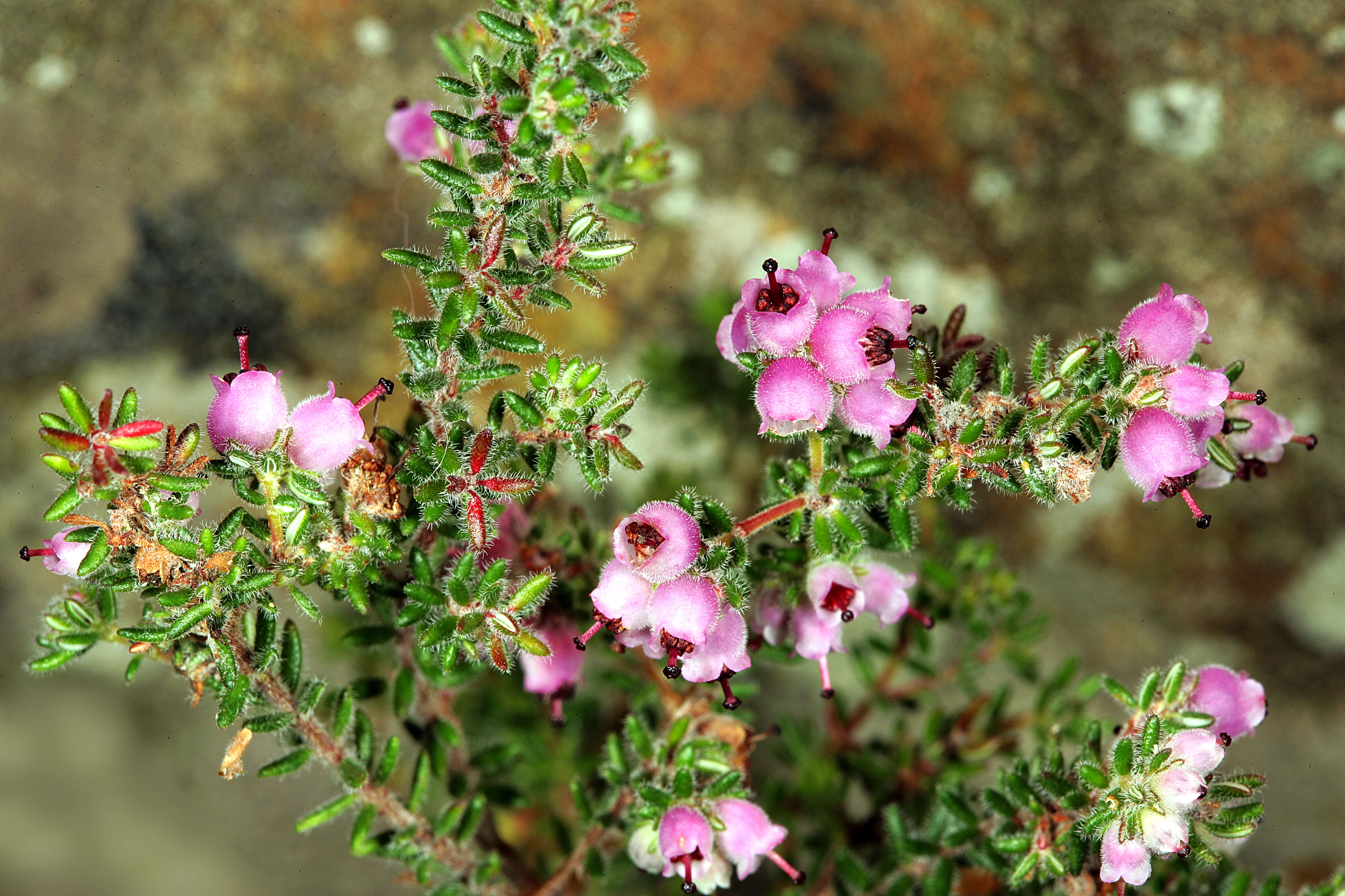 Image of Erica turgida Salisb.