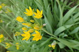 Image of Lily Leek