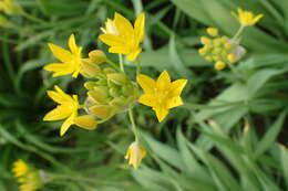 Image of Lily Leek