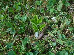 Image of Mantegazzi's Cow-Parsnip