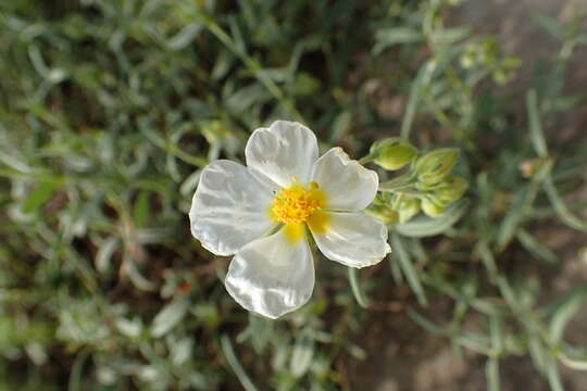 Image of White Rock-rose