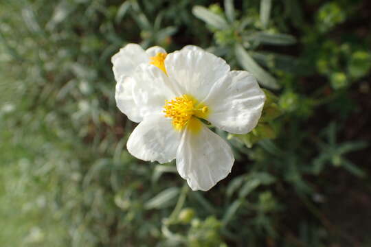 Image of White Rock-rose