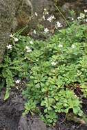 Image of Saxifraga cuneifolia L.