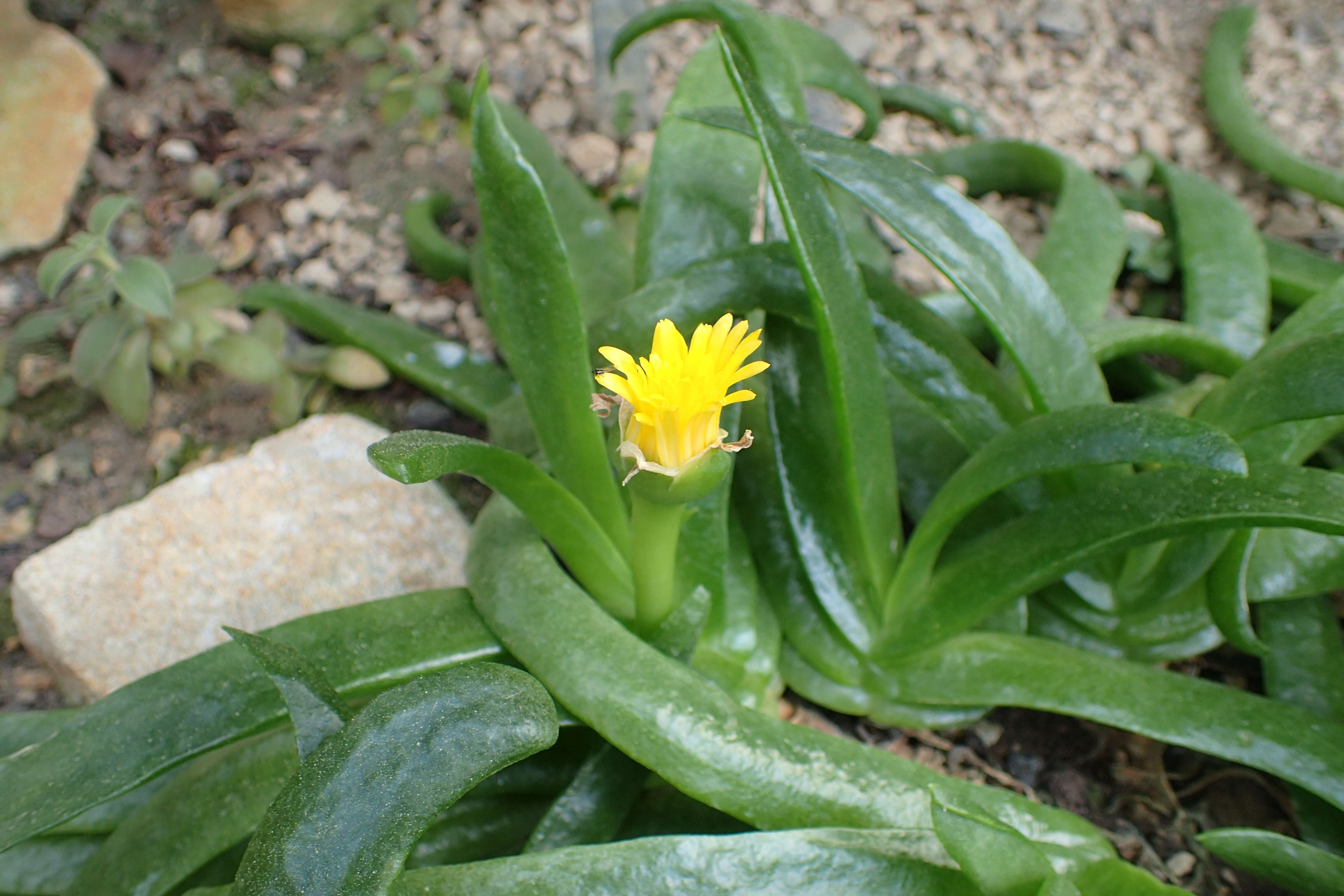 Image of Glottiphyllum uncatum