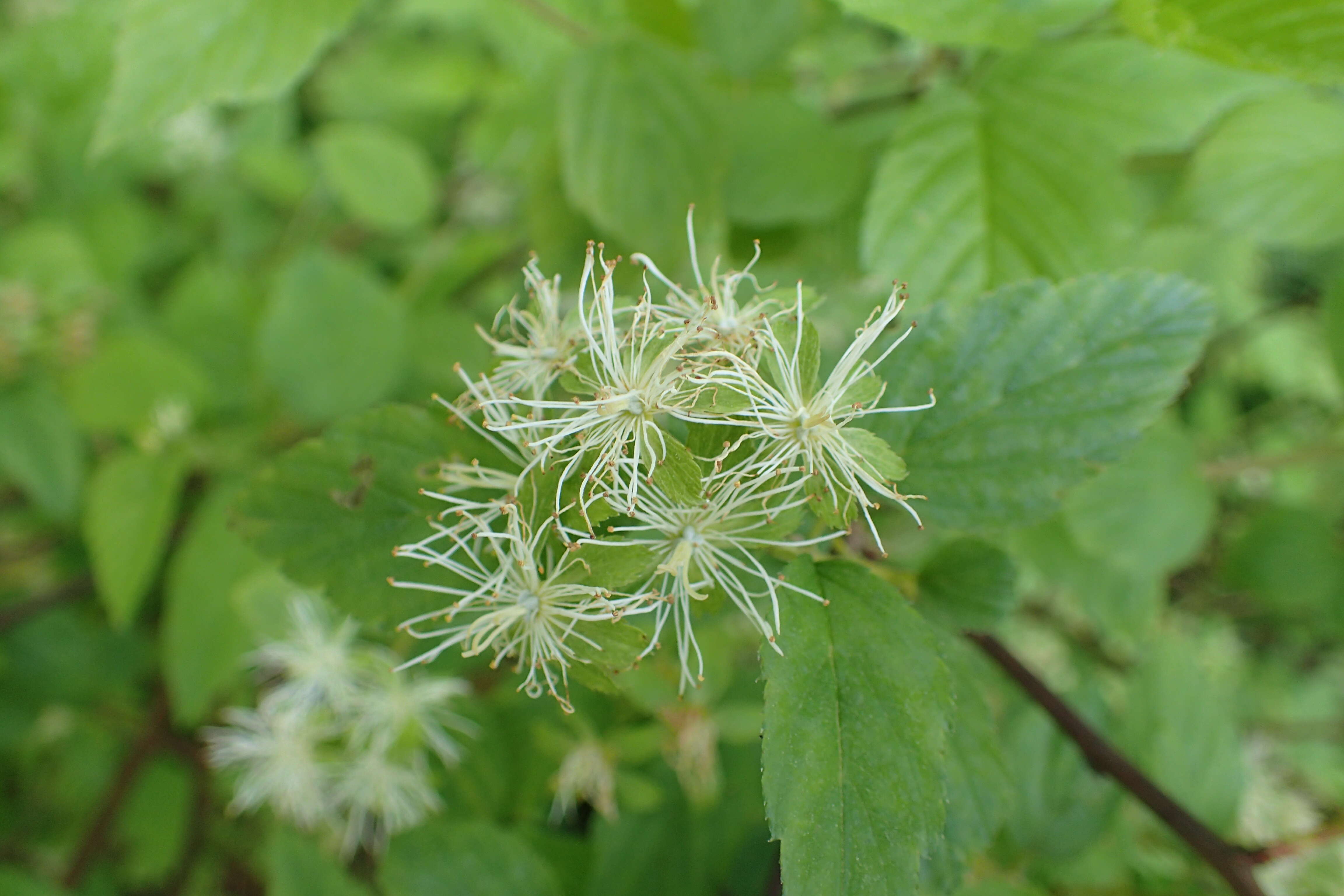 Neviusia alabamensis A. Gray的圖片