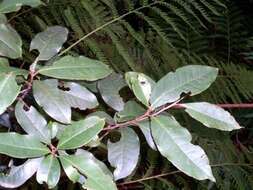 Image of Paracryphiaceae