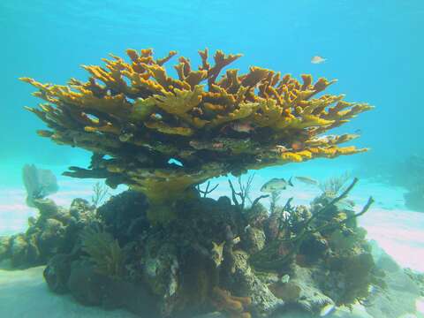 Image of Elkhorn Coral