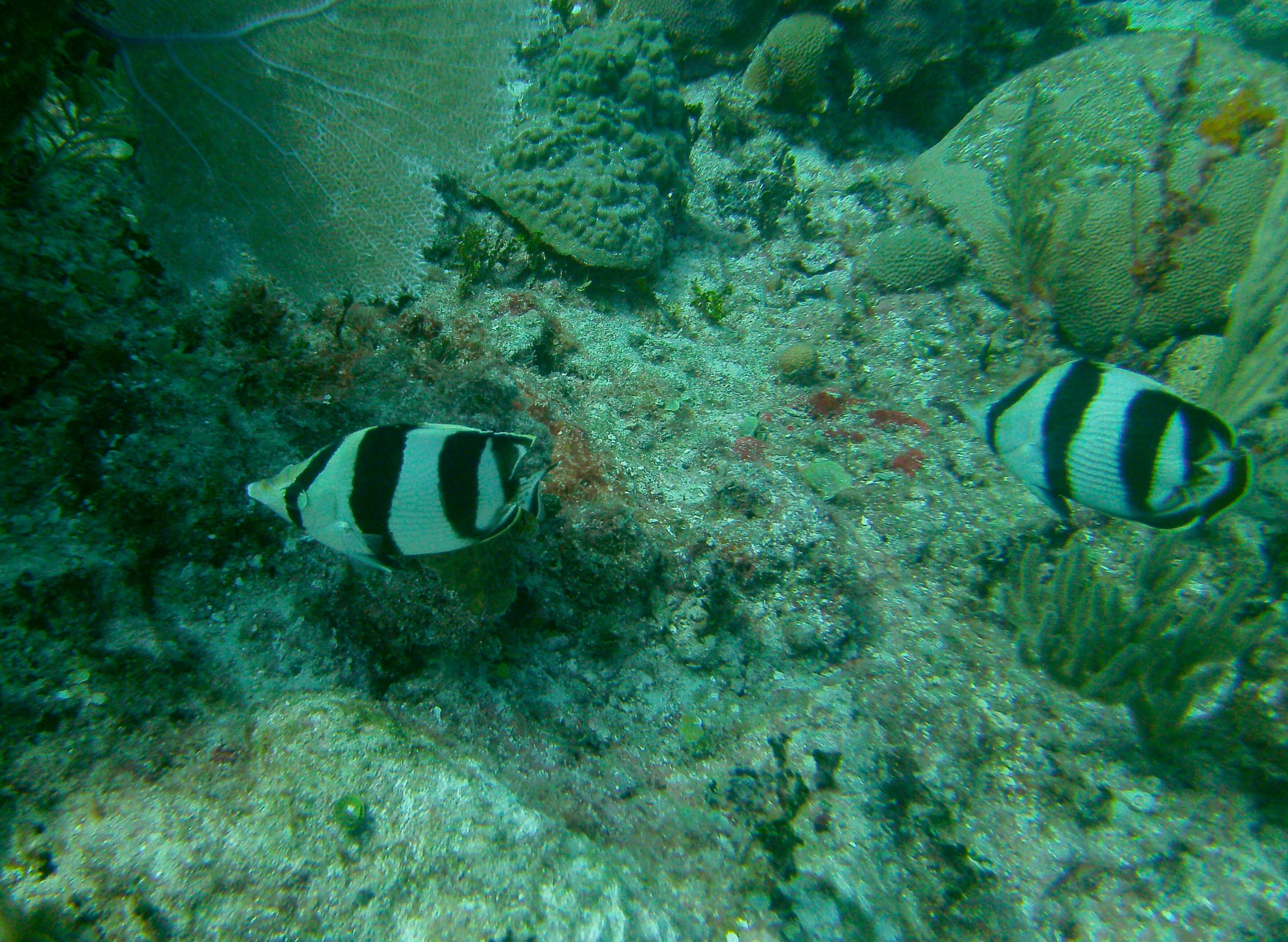 Image of Banded Butterflyfish