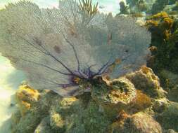 Image of Caribbean sea fan