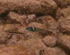 Image of Bluehead Wrasse