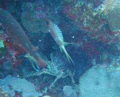 Image of Longspine Squirrelfish