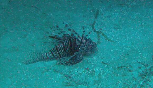 Image of Common lionfish