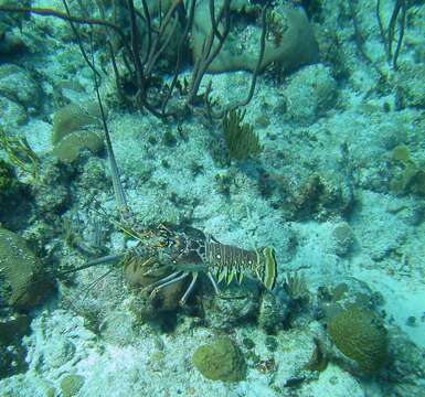 Image of Caribbean Spiny Lobster