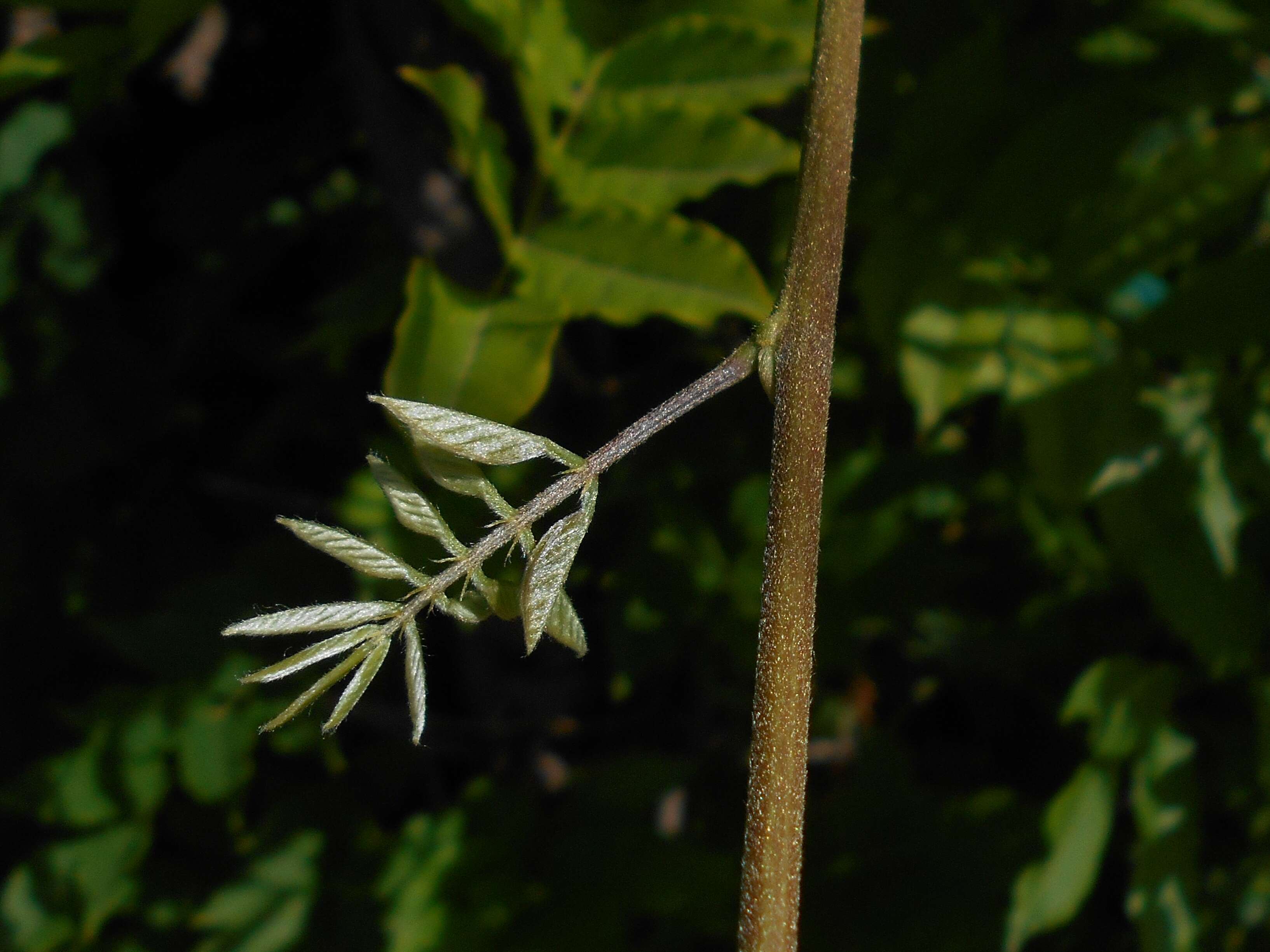 Image de Wisteria sinensis (Sims) Sweet