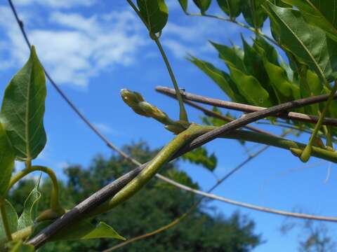 Image de Wisteria sinensis (Sims) Sweet