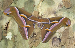 Image of Ailanthus Silkmoth