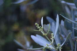 Plancia ëd Olea europaea L.