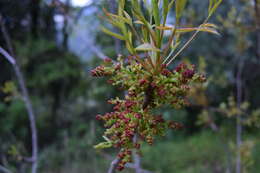 Image of staghorn sumac