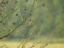 Image of Whinchat